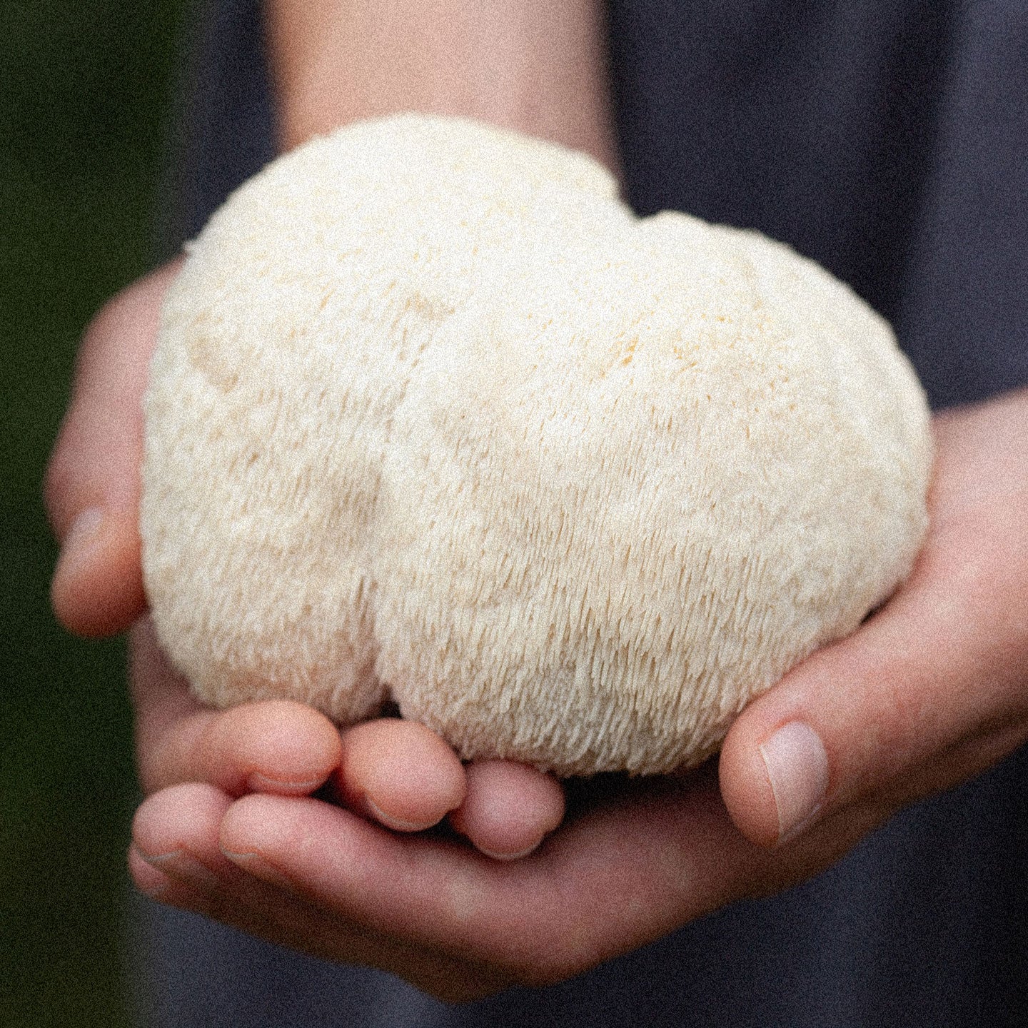 Best Lion's Mane Buying Guide