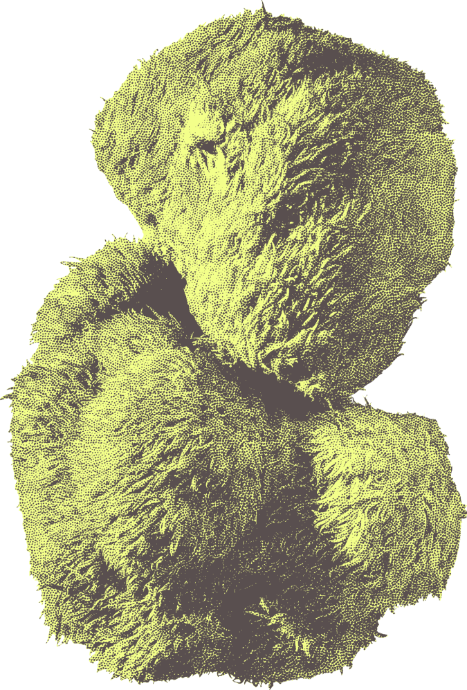Hericium erinaceusYamabushitake